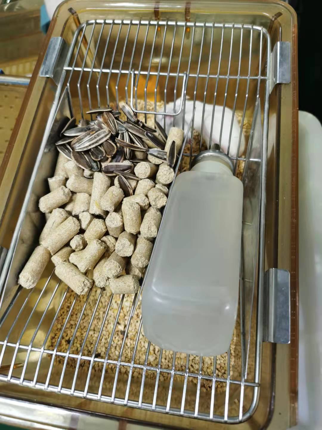 大鼠帕金森模型制备