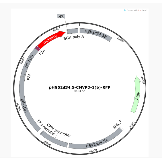 pHG52d34.5-CMV-PD-1(b)-mCherry