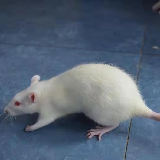 大鼠非酒精性脂肪肝模型构建