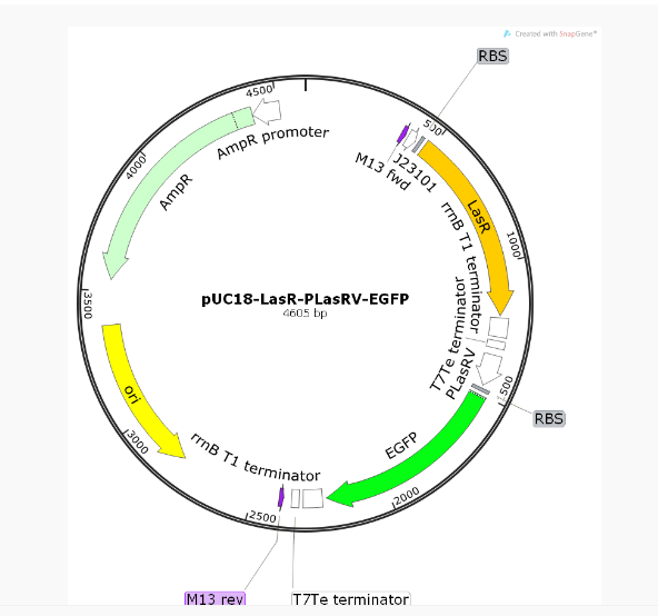 pUC18-LasR-pLasRV-EGFP质粒