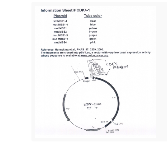 pBV-Luc mut MBS1-4质粒