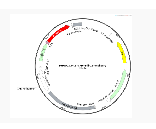 pHG52d34.5-CMV-Mil-15-mCherry质