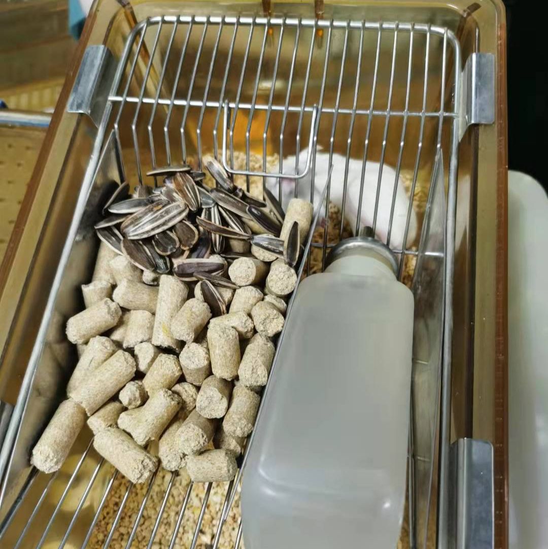 动物负重游泳实验