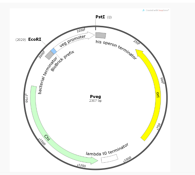Pveg枯草启动子质粒