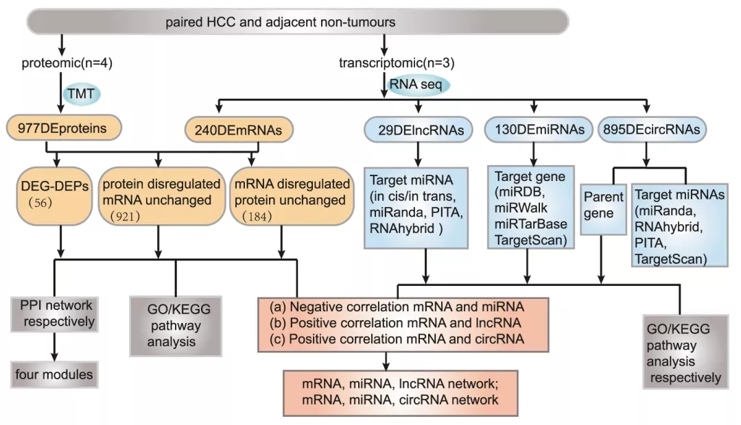 Nature子刊丨基于全转录组测序分析构建HCC中关键RNAs相互作用ceRNA网络