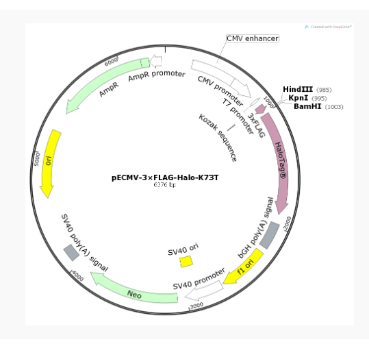 pECMV-3×FLAG-Halo-K73T质粒