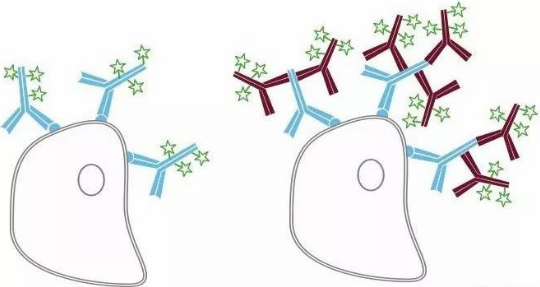 二抗简介与选择
