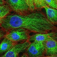 NOZ细胞、NOZ细胞、NOZ细胞