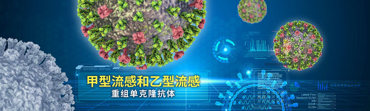 甲型流感和乙型流感重组单克隆抗体