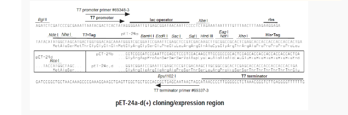 pET-24b大肠表达质粒