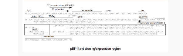 pET-11c大肠表达质粒
