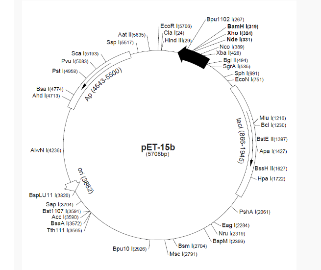 pET15b-Halo大肠表达质粒