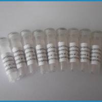 磷酸化及磺酸化多肽