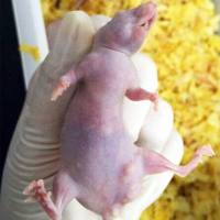 裸鼠腹水瘤模型