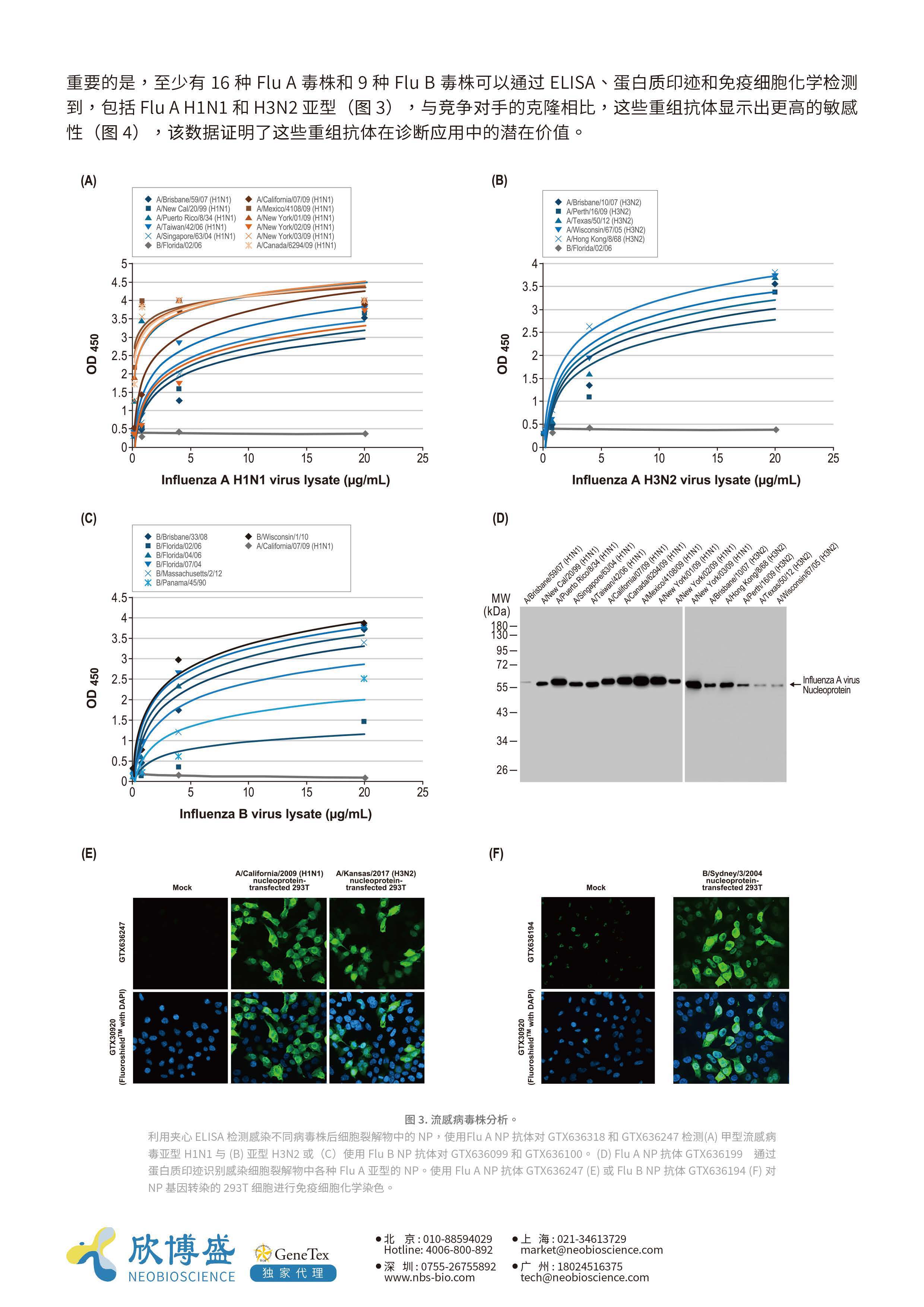GeneTex-甲型流感和乙型流感重组单克隆抗体