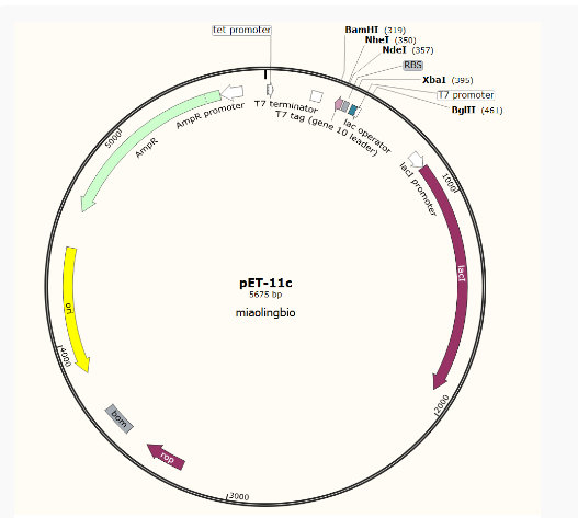 pET-11c大肠表达质粒