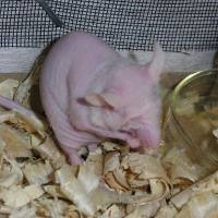 皮下植瘤/原位瘤模型