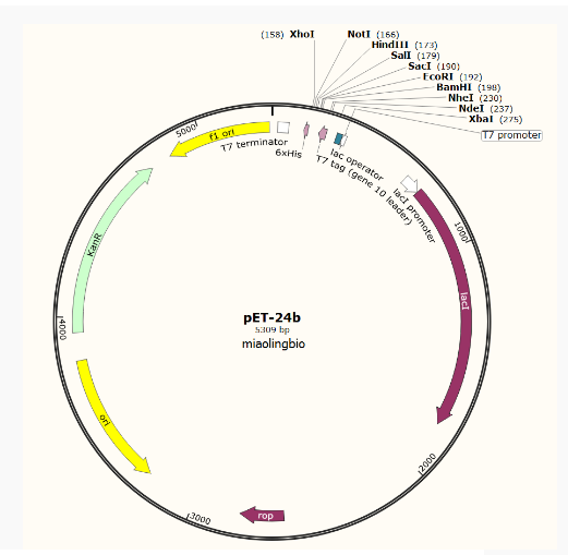 pET-24b大肠表达质粒