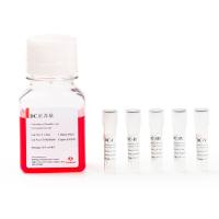 人DC细胞体外快速成熟试剂盒