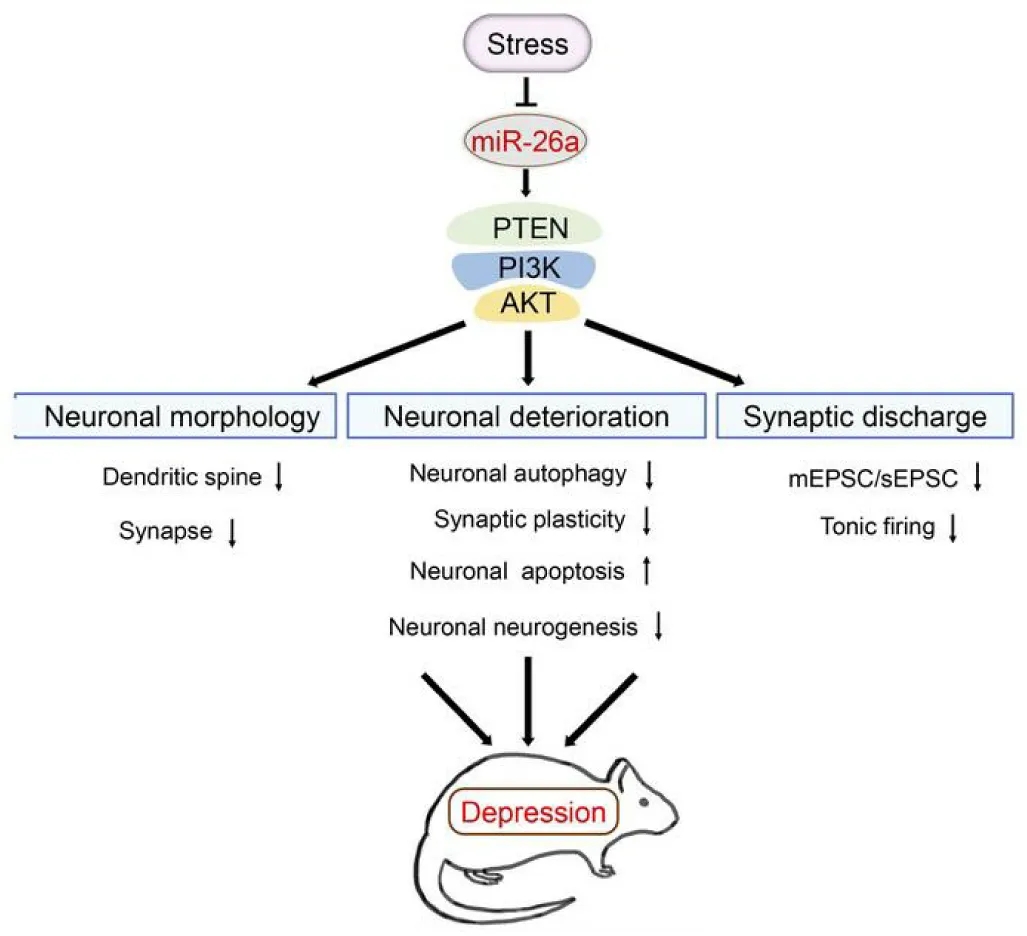 JCI（IF14.8）丨miRNA测序助力揭示MicroRNA-26a-3p挽救雄性大鼠抑郁样行为的机制
