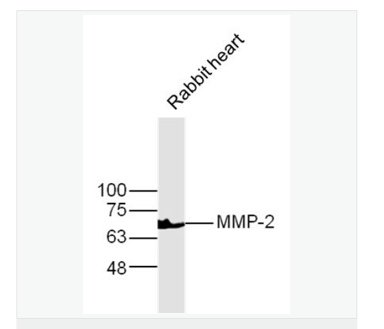 基质金属蛋白酶2抗体