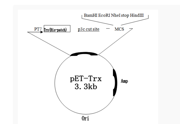 pET-Trx大肠表达质粒