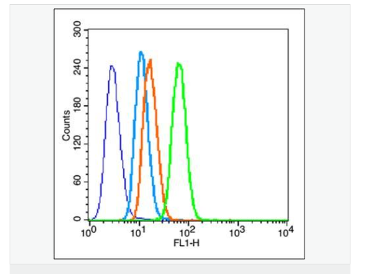基质金属蛋白酶2抗体