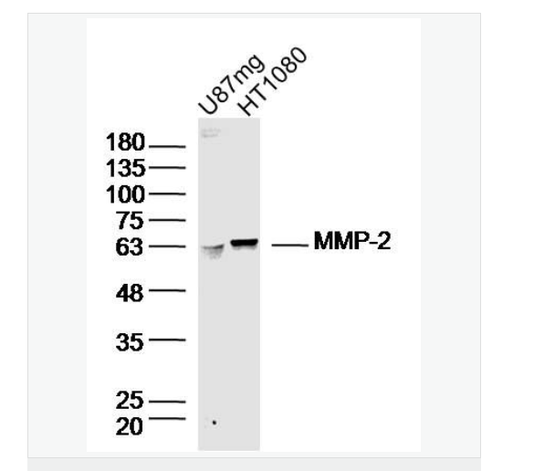 基质金属蛋白酶2抗体