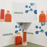 KMML1 小白鼠肺成纤维细胞