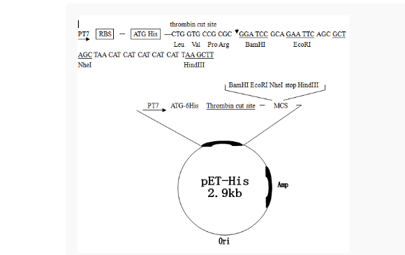 pET-His大肠表达质粒