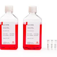 人γδ T细胞体外高效扩增试剂盒