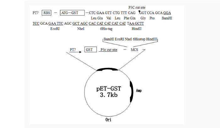 pET-GST大肠表达质粒