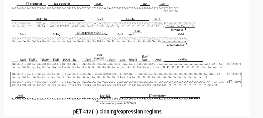 pET-41a大肠表达质粒