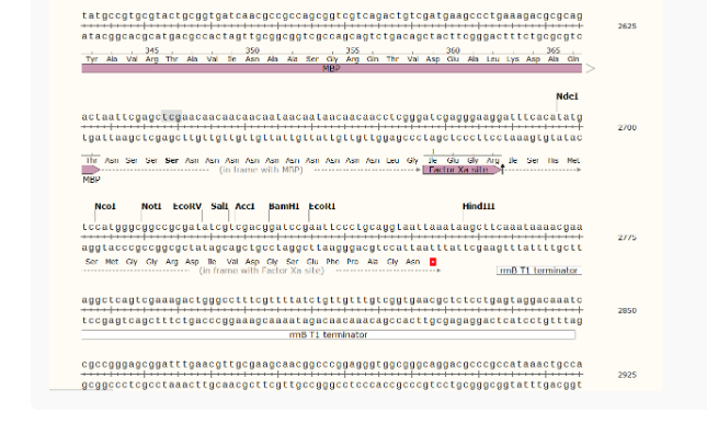 pMal-c5X大肠表达质粒