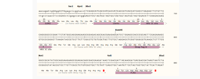 pCold-SUMO-10×His-3C-Strep II-