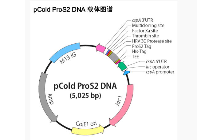 pCold-ProS2大肠表达质粒