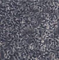 OSKM-1 小鼠诱导型多能干细胞