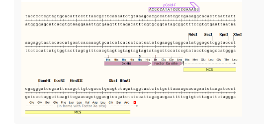 pCold I大肠表达质粒
