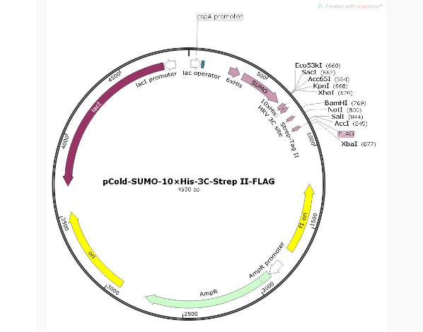 pCold-SUMO-10×His-3C-Strep II-