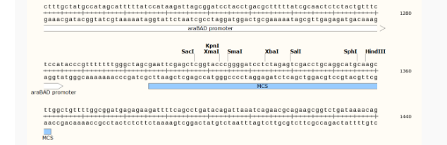 pBAD33大肠表达质粒