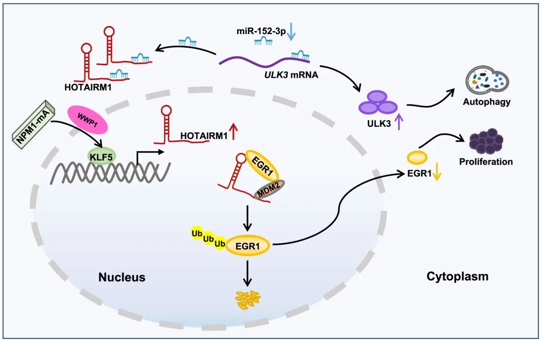 lncRNA新研究进展盘点（20211014）