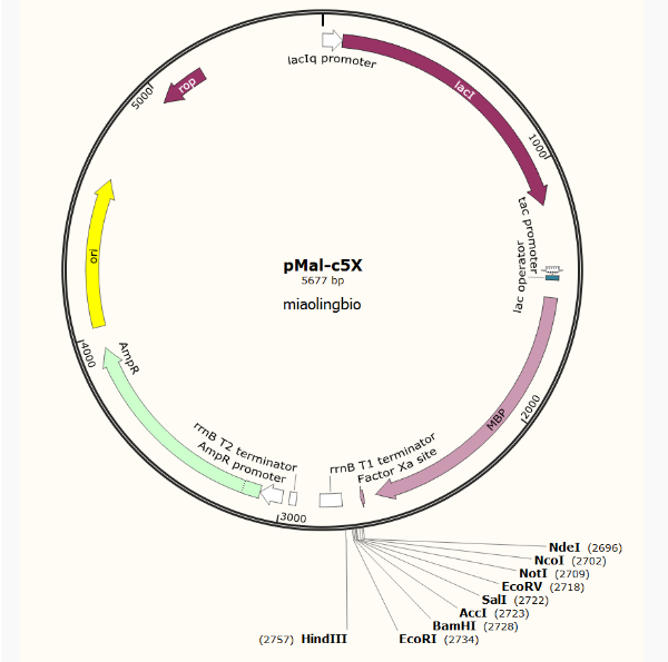 pMal-c5X大肠表达质粒