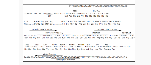 pCold-ProS2大肠表达质粒