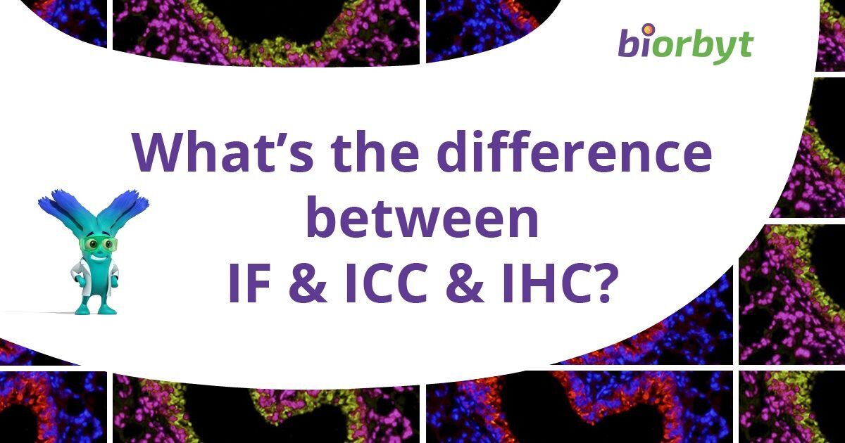 If icc ihc 