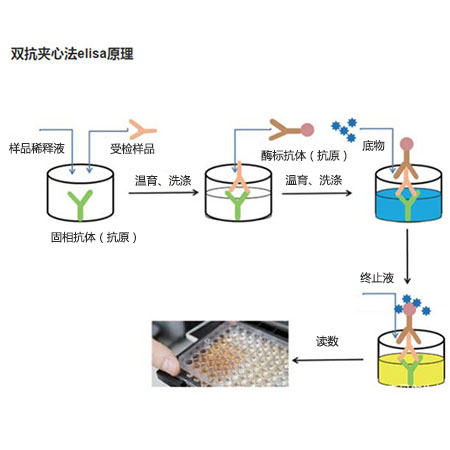 人胶原蛋白Ⅱ(HCBⅡ)ELISA试剂盒