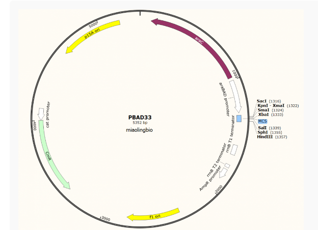pBAD33大肠表达质粒