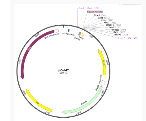 pCold I大肠表达质粒