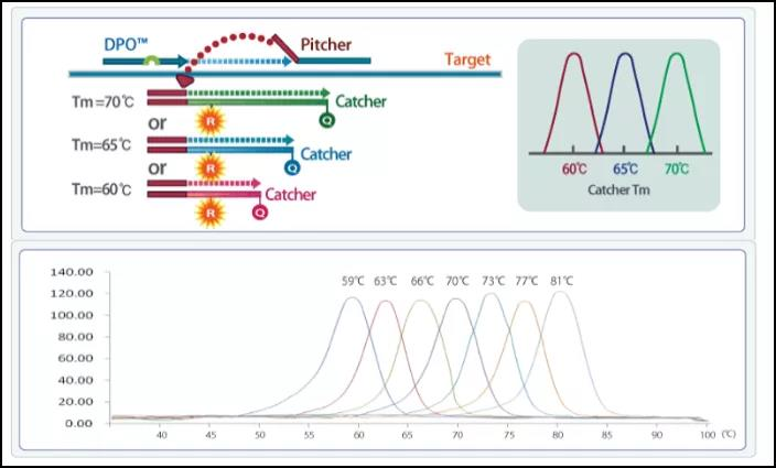 熔解曲线技术小课堂