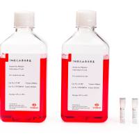 人细胞毒性T细胞高效扩增试剂盒