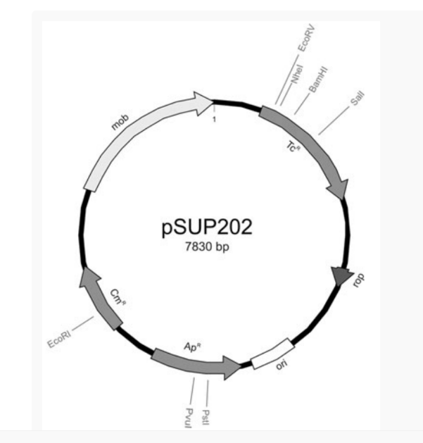 pSUP202大肠自杀质粒